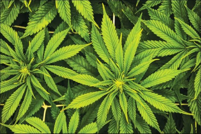 Cannabis - quelles stratégies de prévention