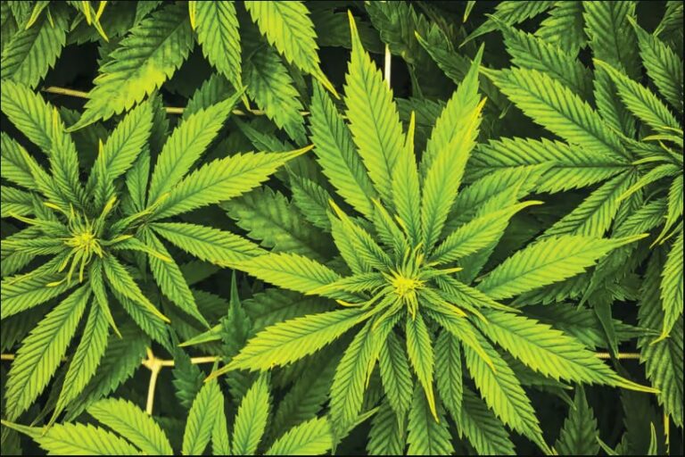 Cannabis - quelles stratégies de prévention