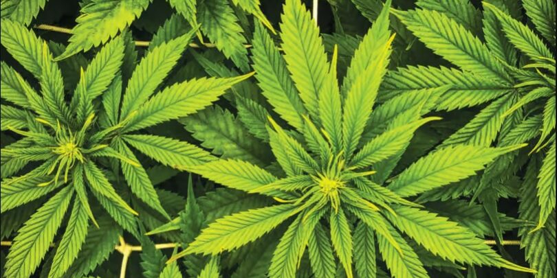 Cannabis – quelles stratégies de prévention Cannabis - quelles stratégies de prévention