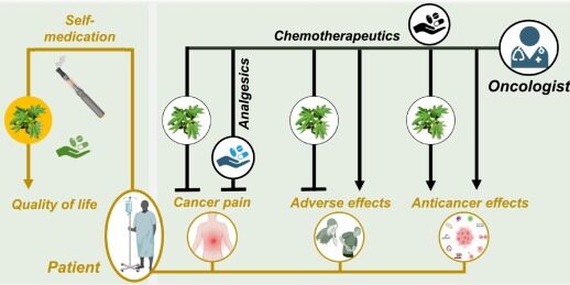 Cannabis médical - traitement cancer