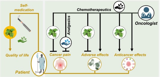 Cannabis médical - traitement cancer