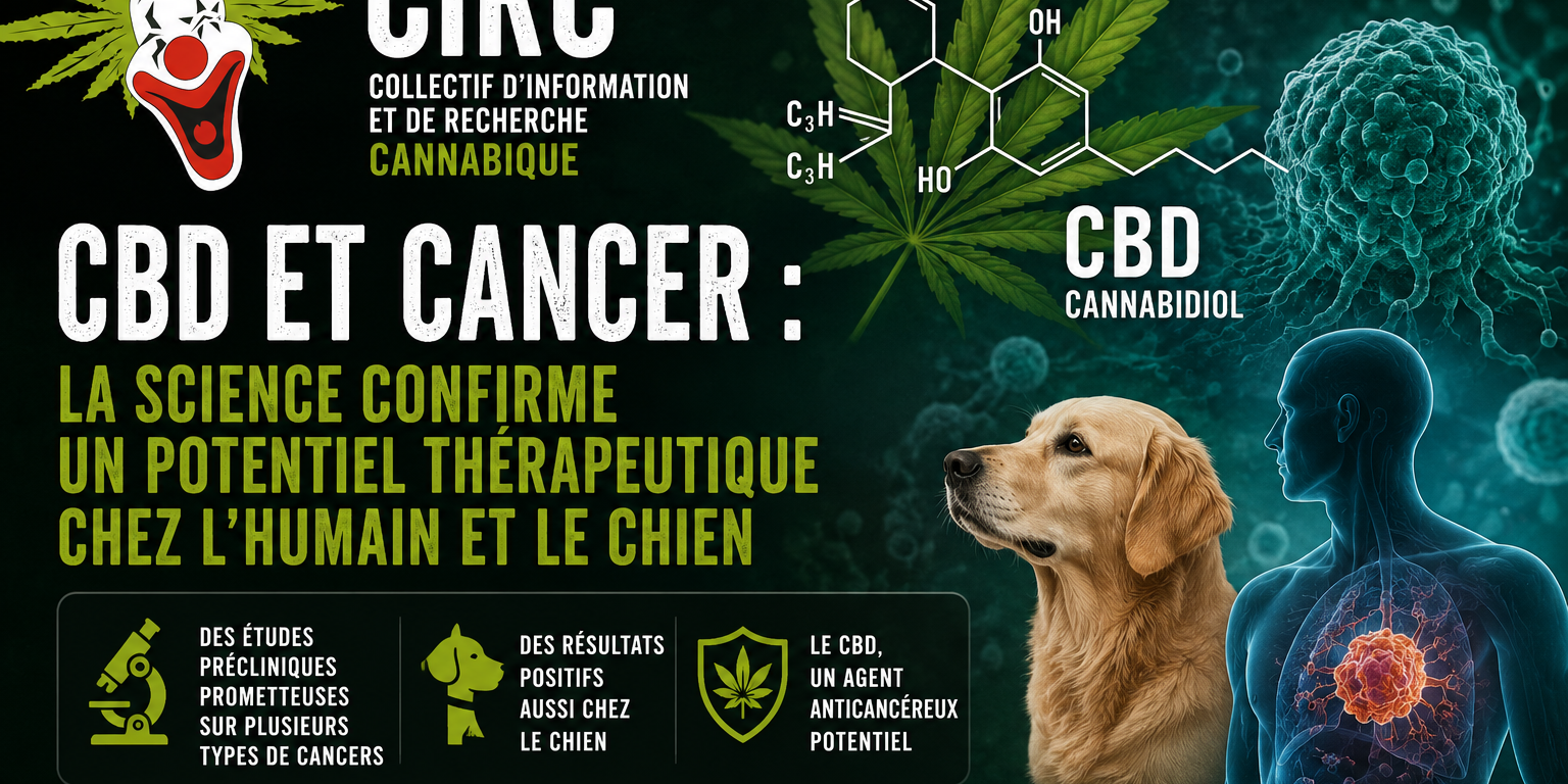 CBD et Cancer – un potentiel scientifique pour l’homme et le chien
