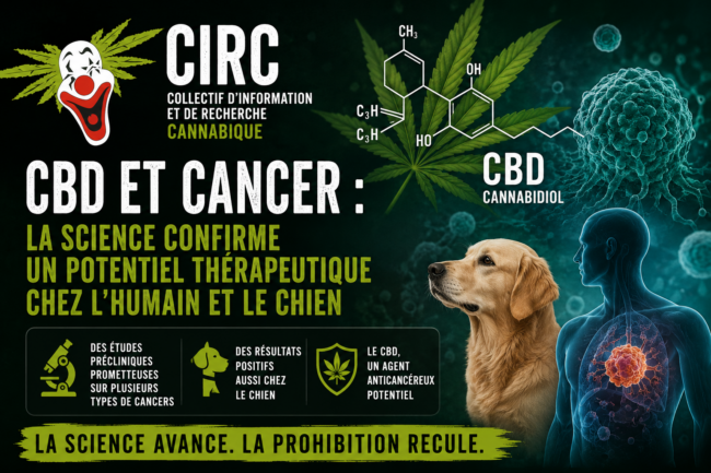 CBD et Cancer – un potentiel scientifique pour l’homme et le chien